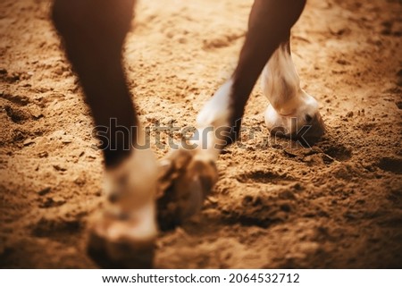 A horse trots through the arena, stepping with its hooves on the sand on a sunny day. Equestrian sports. Dressage competitions.
