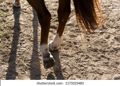 A horse trotting in a field. - Shutterstock ID 1173325483