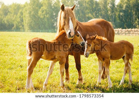 A horse with two foals is eating grass in the pasture. Portrait of horses on the background of nature. Horse breeding, animal husbandry