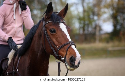 Horse under the rider during training attentively looks forward.