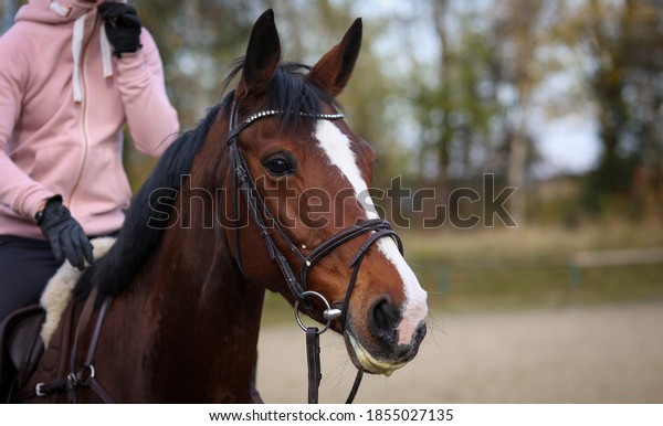 Horse under the rider during training\
attentively looks\
forward.\
