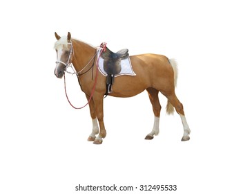 Horse Under Saddle  Isolated On White Background