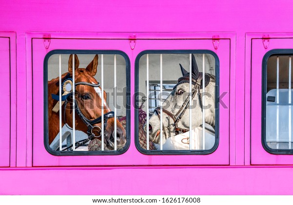 horse vehicle .  Carriage for horses . Auto\
trailer for transportation of horses .\
