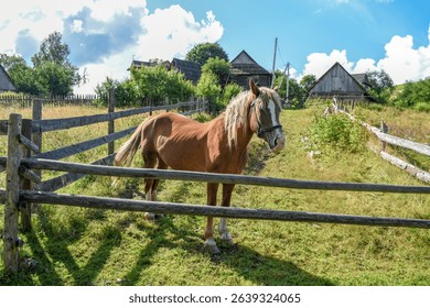 Horse in a village yard with a wooden fence, summer time. - Powered by Shutterstock - Get 15% off with code: PIKWIZARD15