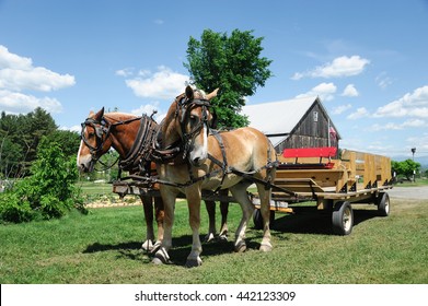 Horse Wagon On The Meadow In Village