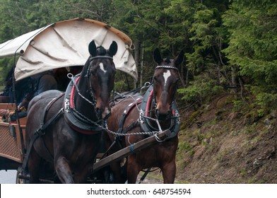 Horse Wagon Pass In The Polish Tatras