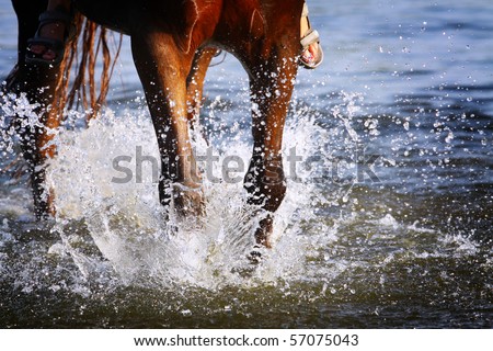 horse in water splash