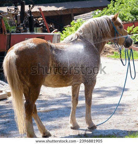 a horse is watered from a hose in the backyard, the process of caring for an animal