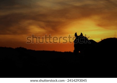  horse wathing a sunset in mountains. Black and orange