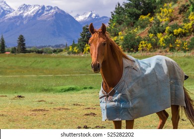 horse wear cloak with a mountain view.