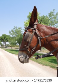 Horse Wearing Blinders Pulling A Wagon