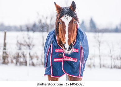 Horse wearing  a blue rug - a covering that protects the horse from the cold. The horse is looking straight into the lens. A cold, sunny day in winter.
