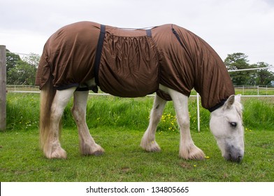 Horse wearing a protective rug against the many flying insects