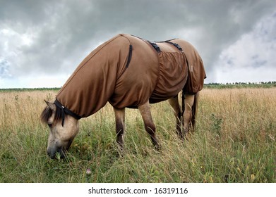 Horse wearing a Sweet Itch Blanket, preventing the symptoms of this allergy