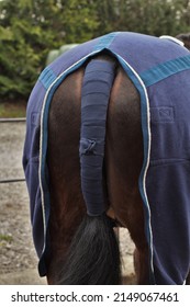 Horse wearing a tail bandage to protect the tail when in a horsebox or trailer. UK