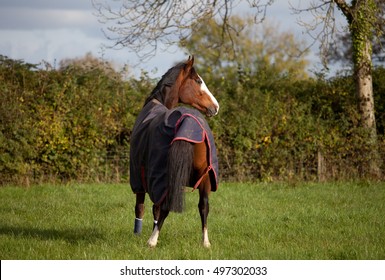 Horse wearing a waterproof outdoor rug for warmth and protection from wet weather.