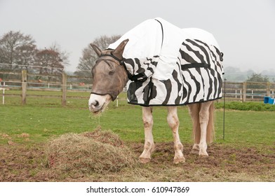 Horse wearing a zebra print fly rug to help protect him against the insect invasion that comes with the warmer weather 