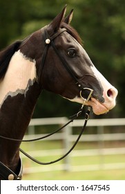 Horse In Western Bridle