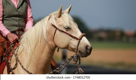 Horse Western Palomino In Portraits With Rider, Horse Looks To The Left.
