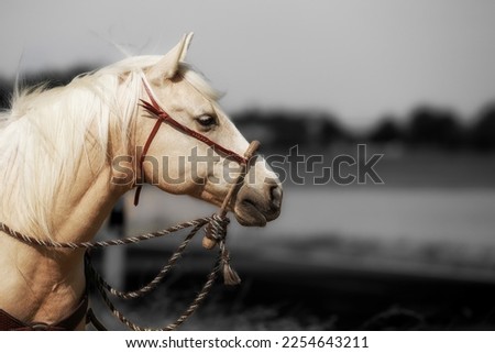 Horse Western Quarter Horse Palomino with bitless bridle Bosal, head portraits from the side in split toning.
