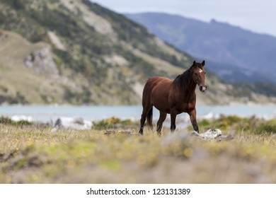 Horse in the Wild/ horse/s left to range freely