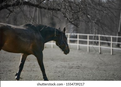 Horse at the wild life
