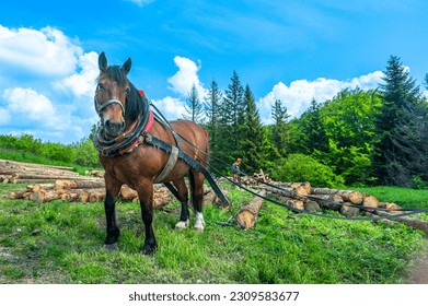 A horse working in the forest. Using a horse for pulling logs in forestry. Carpathian Mountains, Slovakia.