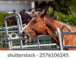 horse yawns and sticks out its tongue, dentist examines the open horse