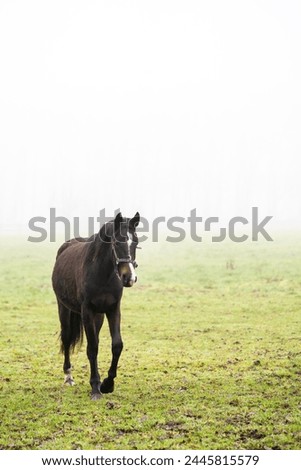horse yearling filly walking in pasture with halter brown bay equine