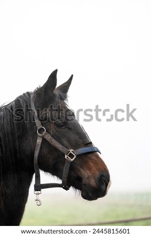 horse yearling filly walking in pasture with halter brown bay equine