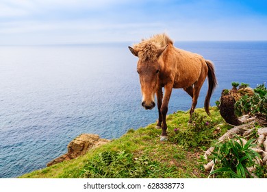 Horse In Yonaguni Island