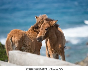 Horse In Yonaguni Island