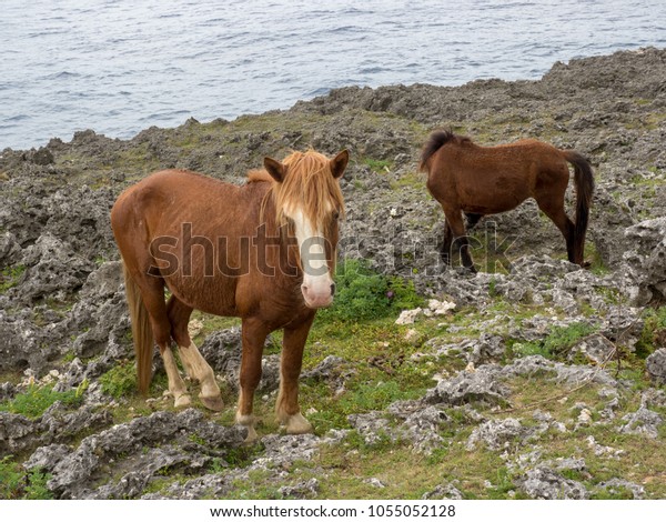 Horse Yonaguni Island Stock Photo Edit Now 1055052128