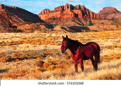 Horse In Zion National Park