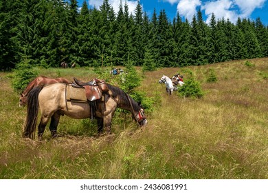 Horseback riding in the carpathian landscape - Powered by Shutterstock