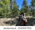 Horseback riding in the forest of  beautiful Flagstaff