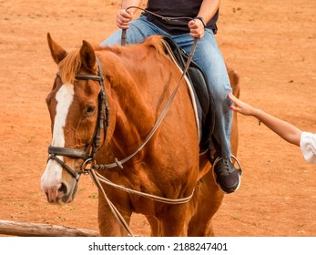 Horseback Riding Lessons. Woman Hand  Helping A Man Guide A Brown Horse.