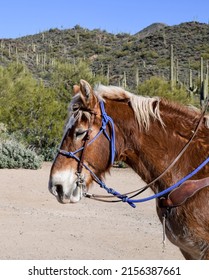 Horseback Riding On The Desert Trail