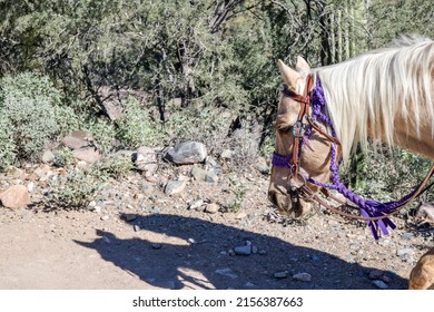 Horseback Riding On The Desert Trail