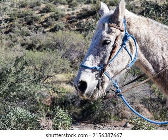 Horseback Riding On The Desert Trail