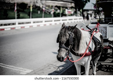 Horsecar In Thailand