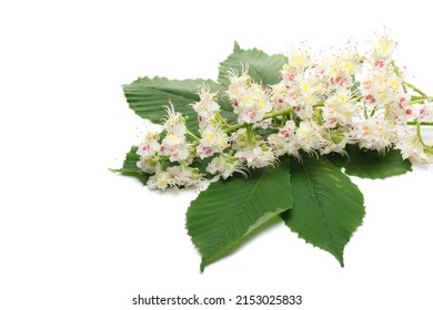 Horse-chestnut (Aesculus hippocastanum, Conker tree) flowers and leaf isolated on white  