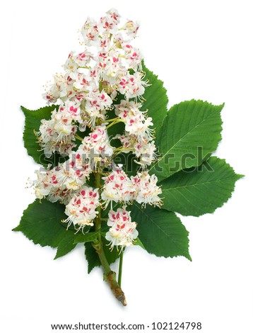 Horse-chestnut (Aesculus hippocastanum, Conker tree) flowers and leaf on a white background