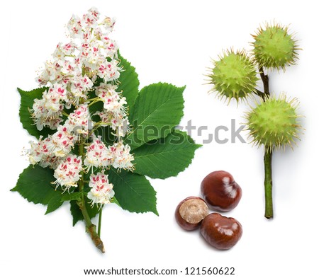 Horse-chestnut (Aesculus hippocastanum, Conker tree) flowers, leaf and seeds on a white background