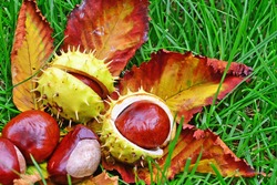 Horse-chestnut Conkers In The Grass. Aesculus Hippocastanum Fruits In Autumn.