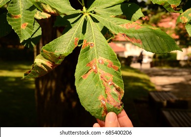 Horse-chestnut Leaf Miner