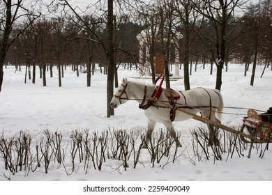 Horse-drawn carriages in the park on a winter day - Powered by Shutterstock