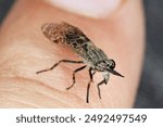 Horsefly biting on human skin. Notch-horned Cleg or cleg fly (Haematopota pluvialis) on finger. Bloodsucking insect in the family Tabanidae.