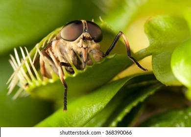 Horse-fly and flytrap 