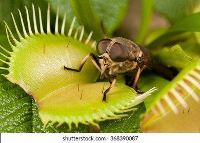 Horse-fly and flytrap
